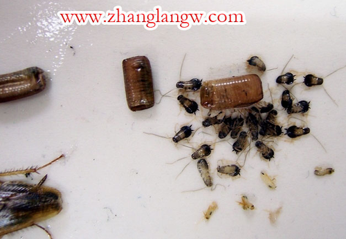 今天澳门晚9点35开特和北京现带翅膀大蟑螂与北方带翅膀的蟑螂